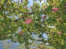 Marronnier à fleurs